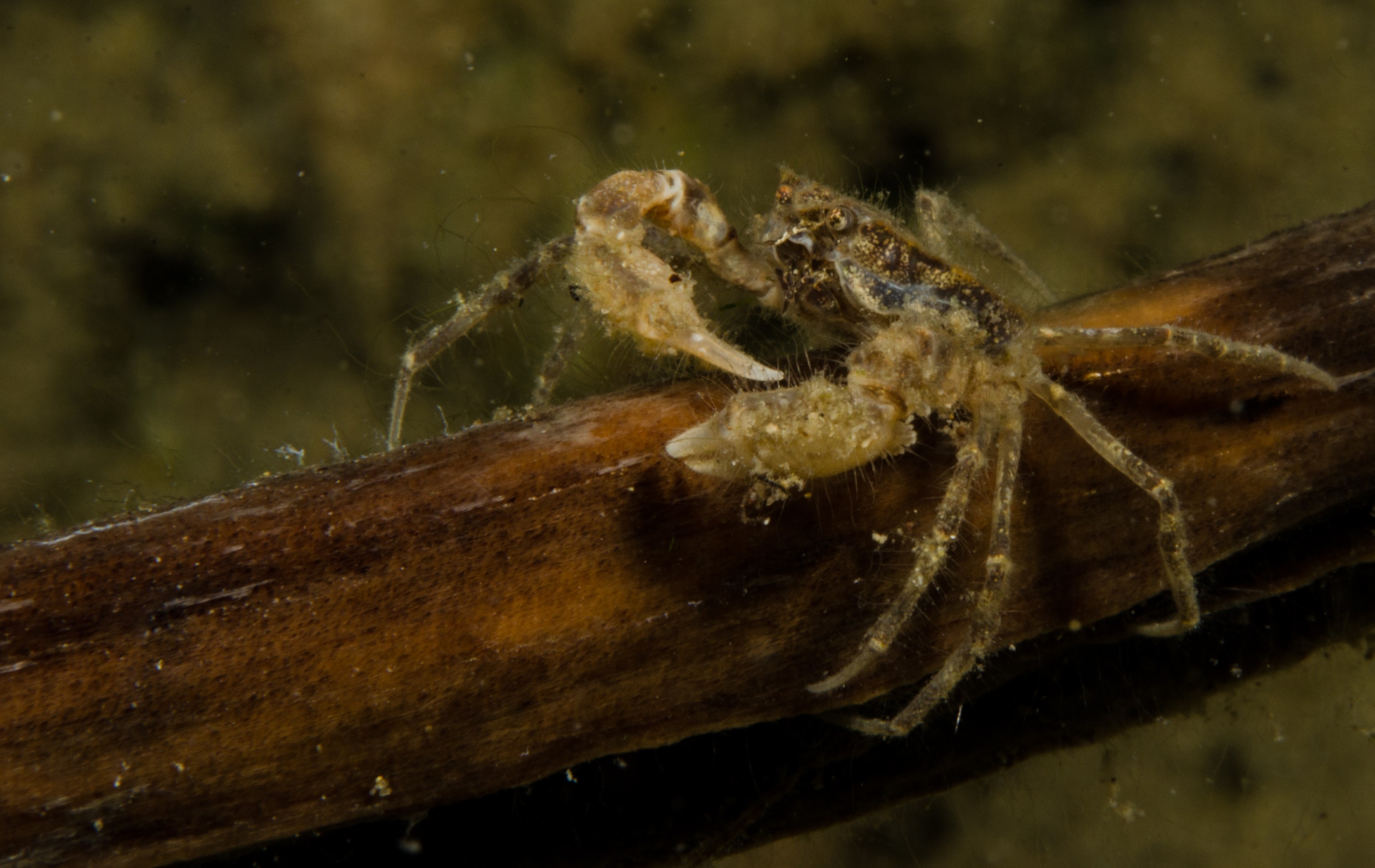 DSC_0944 – Amarnius lacustris, Crab, Northland NZ., crispin, freshwater, new, northland, nz, zealand, JAN17